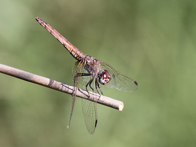 J16_0589 Trithemis annulata female.JPG